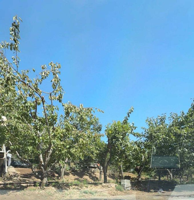 Продаётся участок 53 сотки с кадастром в Янгиабаде (сад и дом).