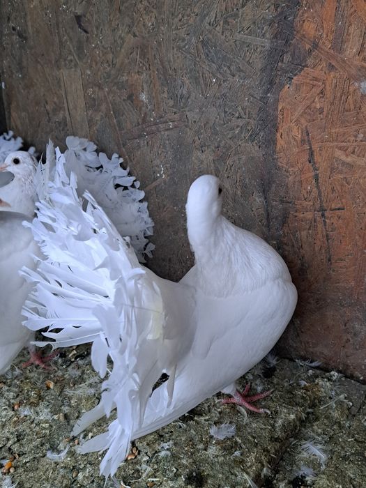 De vânzare porumbei voltați