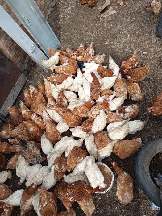 Продам курей несушек