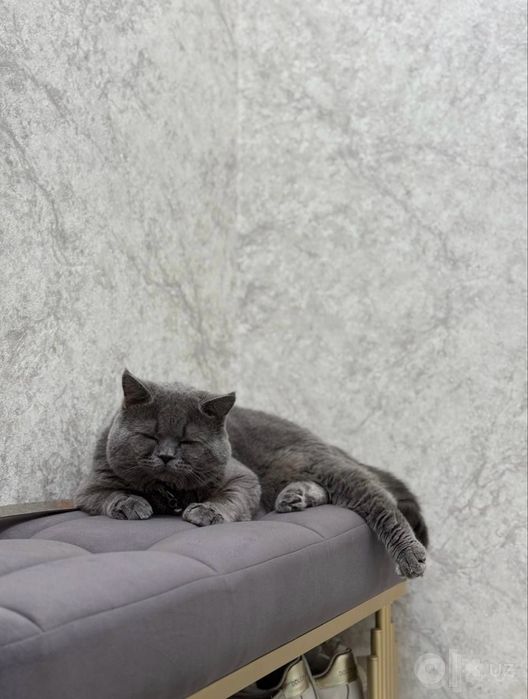 Вязка шотландского скоттиш страйта