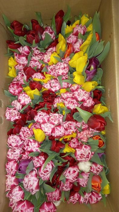 Тюльпаны из местной теплицы к 8 марта