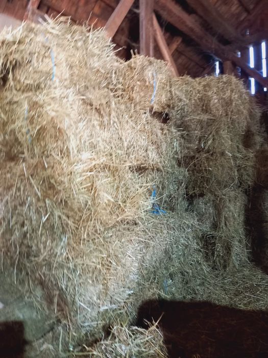 Baloți de lucernă și fân de vânzare
