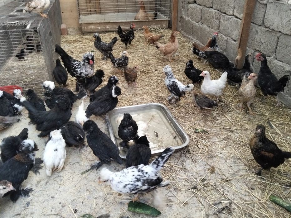 Pui de rasa struma bantam