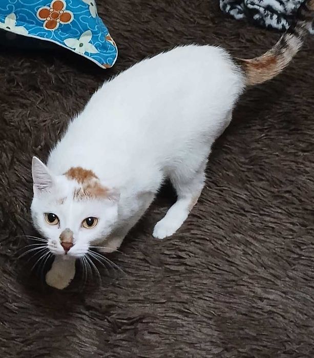 Бесплатно дарим кошечку