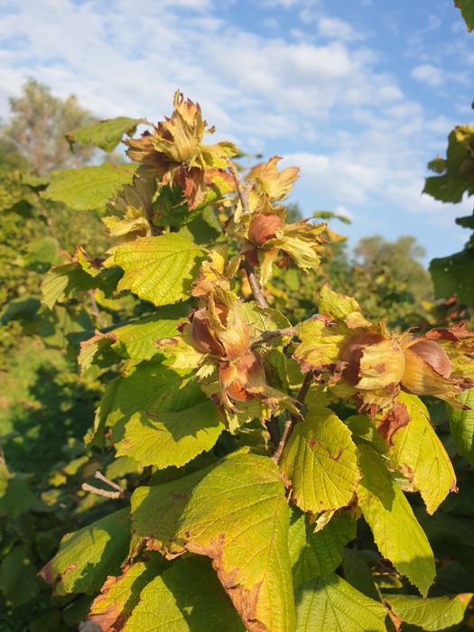 Продава се Земеделски имот в с. Шейново, Област Стара Загора -  кв.м за 3315 €/дка - Снимка #2