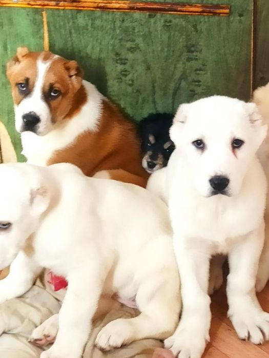 Шеночки алабаев чистокровные