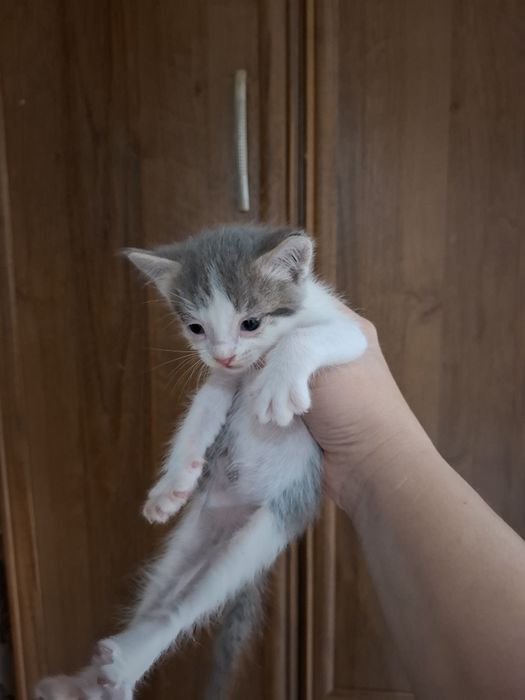 Отдам котят бесплатно