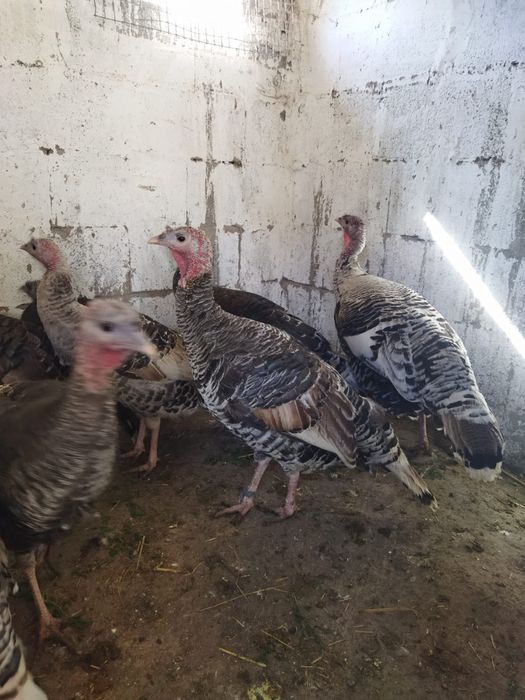 Продам куры домашние