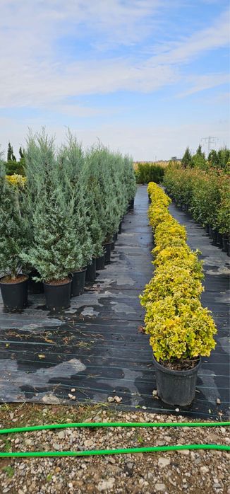 Mentenanta spati verzi Complexuri , gradini terasa private !!!