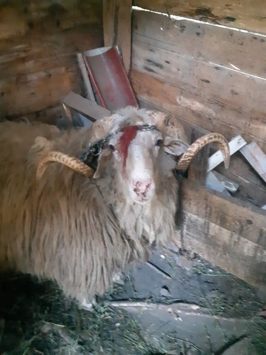 Vând berbec de 3 ani