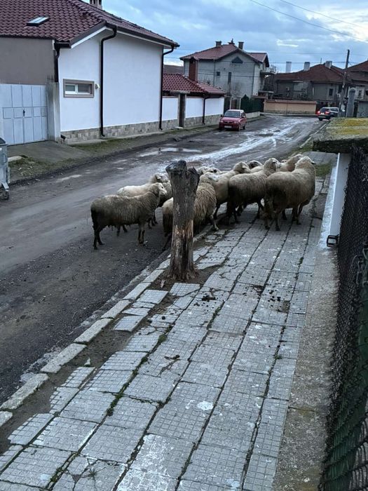 2 бр Ялови овце