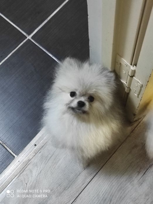 Девочка Помераночка