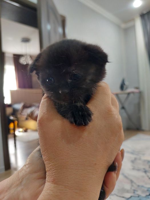 Продаётся котёнок