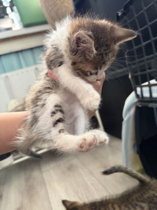 Котенок бесплатно