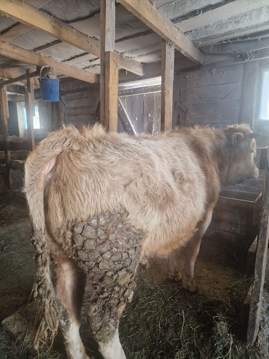 На племя стоит на откорме