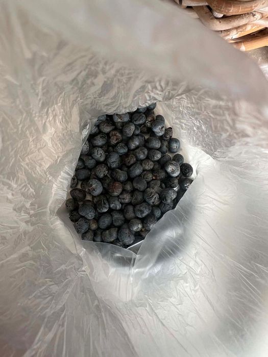 Semințe palmier Trachycarpus Fortunei