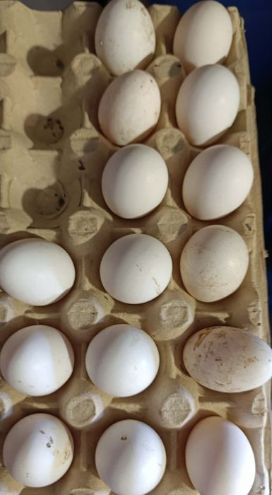 Оплодени яйца от холандска носачка