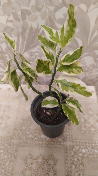 Комнатные цветы выращенные с любовью.