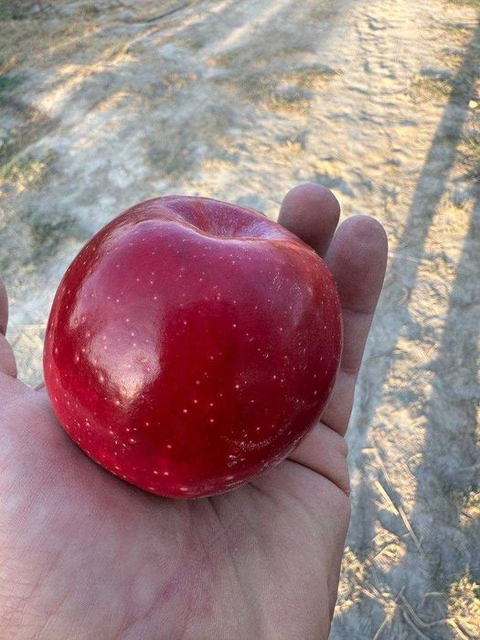 Олма кўчат | olma ko‘chat | пакана олма | ярим пакана олма | интенсив