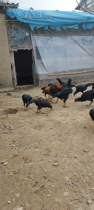 Бойцовые курицы Макиёнлар сотилади