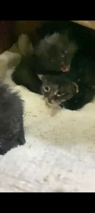 Котята бесплатно