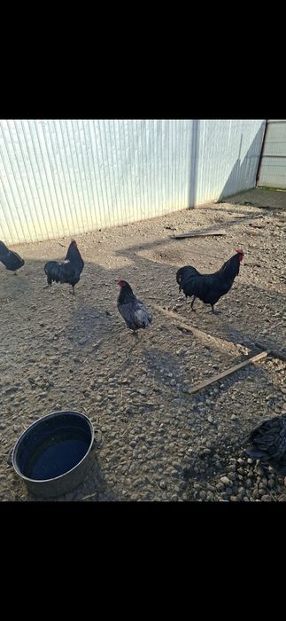 Pui brahma si australorp