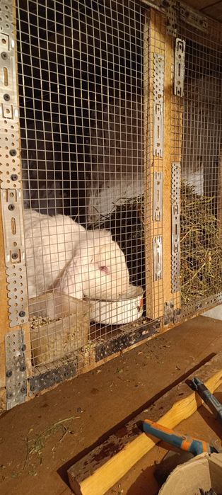 Кролик породы Фб