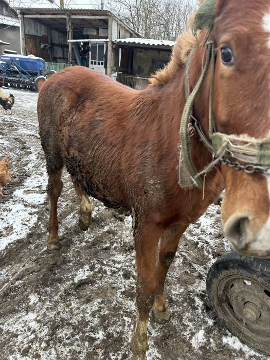 Mânz de 8 luni bland