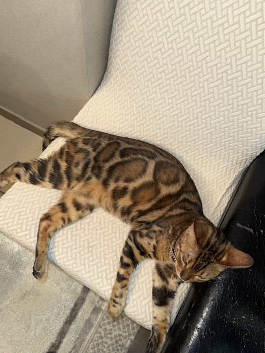 Продается Бенгальская кошечка
