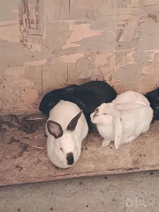 Kaliforniya zotli quyon bollari
