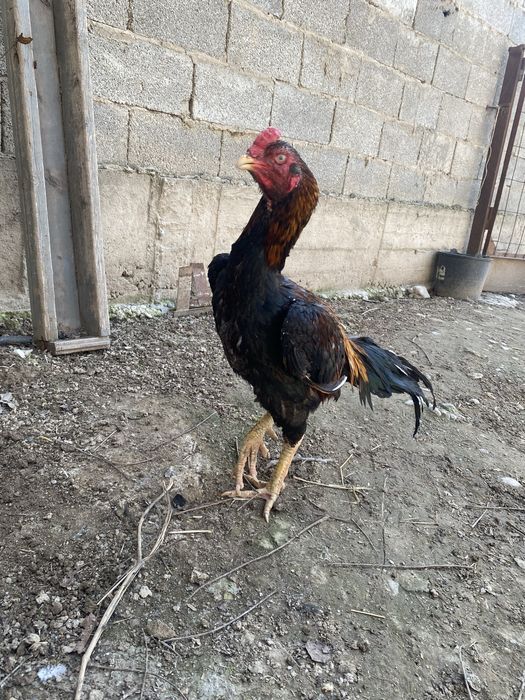 Продается бойцовый петух