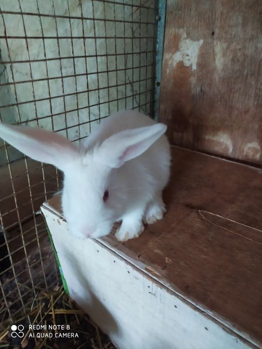 Зотли куён болалари сотилади