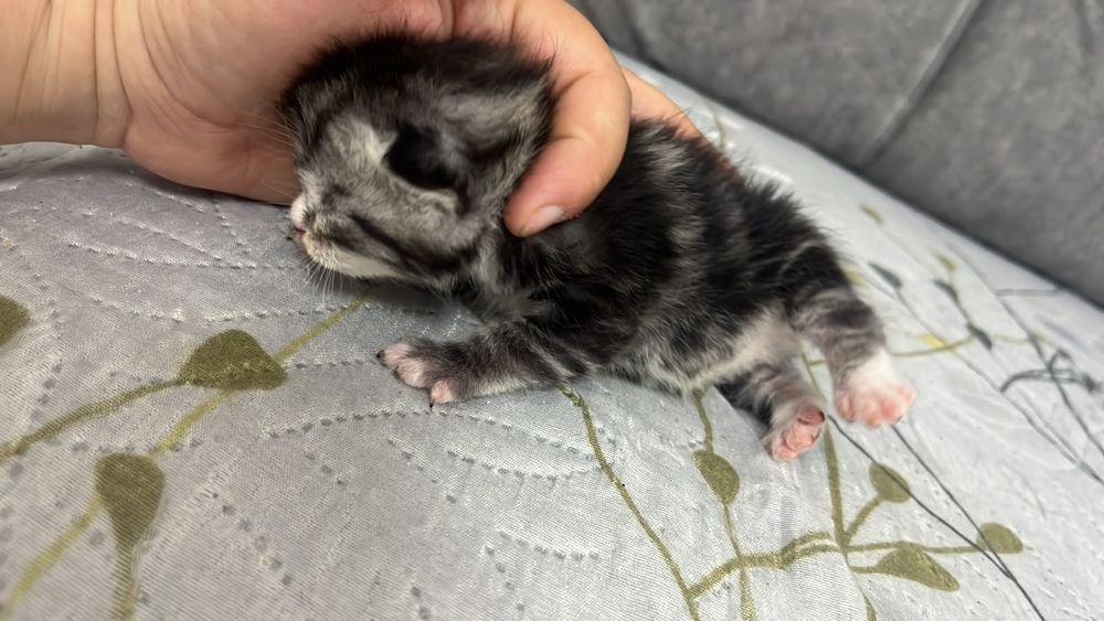 Продам красивых котят