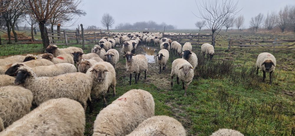 Vând 200 de oi țigări bucălăi gestante