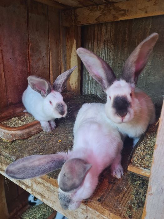 Vand iepuri urias de transilvania, fluture german și cap de leu pitic