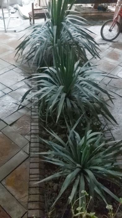 Шудан гулдан бор 5 та  сотилади кимга кизу буса личкага йозила тошкен