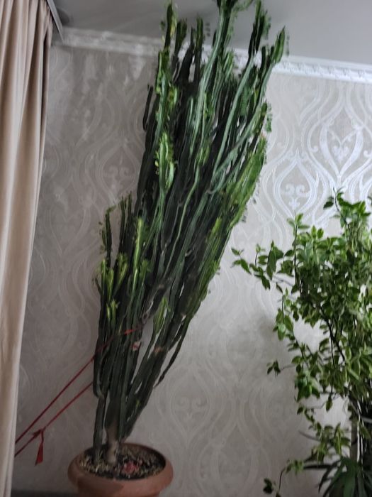 Срочно продам кактус