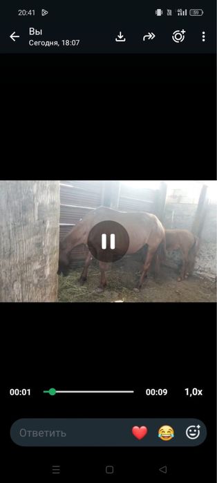Продам кабылу с жеребенком