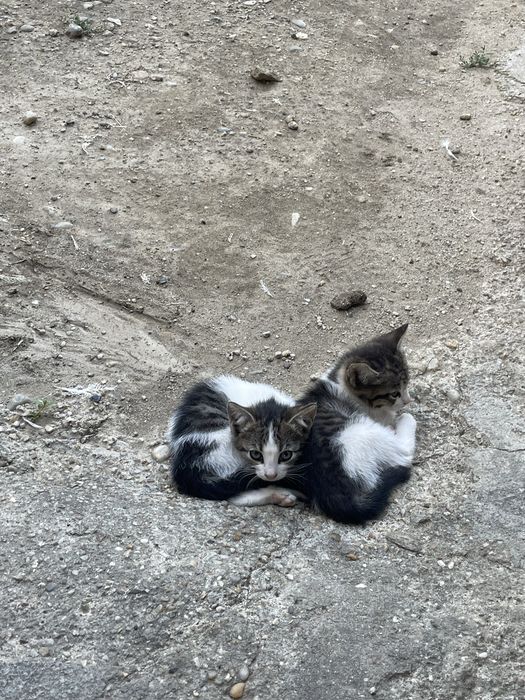 Pisoi de curte mici