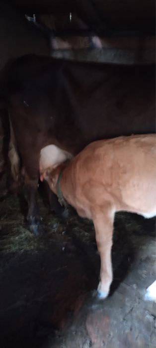 De vanzare vacă cu vitel