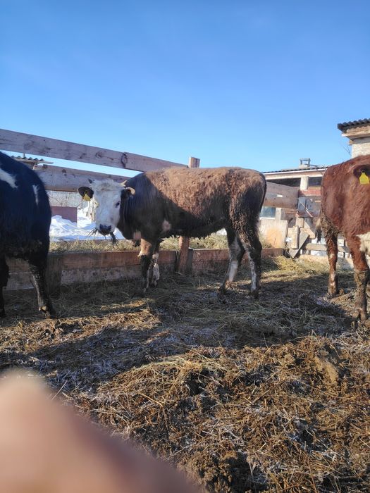 Продам двух тёлок.