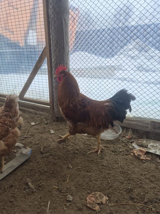 Кучинский тұқымды қораздар сатылады