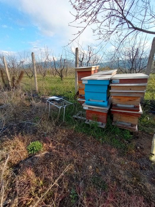 25 напълно оборудвани 8 рамкови  многокорпусни кошера
