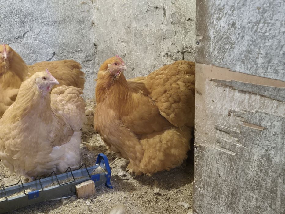 Продавам Жълт Орпингтон 5+1.