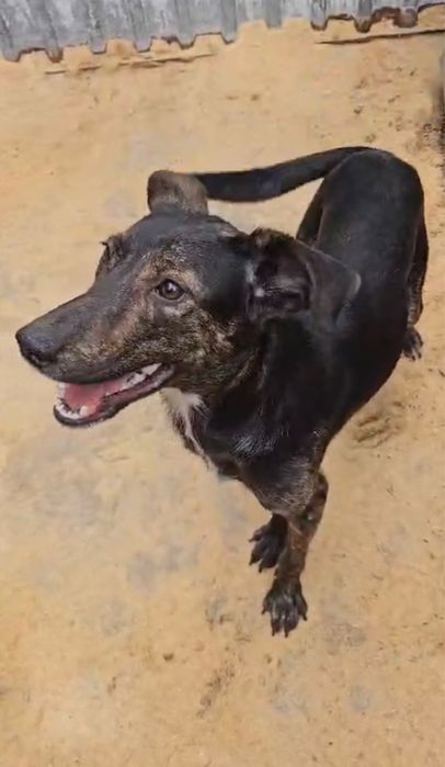 Щенок - подросток, мальчик Джонни .