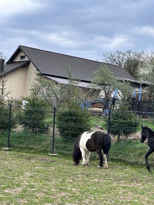 Vând ponei vârsta 7 ani