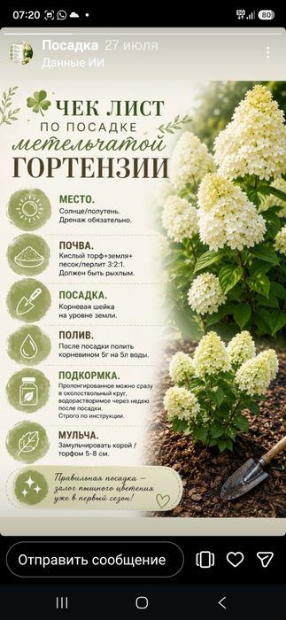 Гортензии метельчатые.