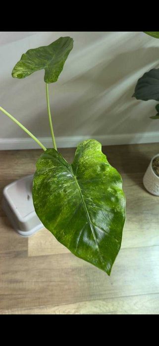 Алоказия Одора Батик Вар