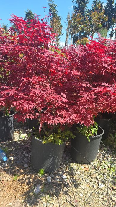 Pepiniera noastră va pune la dispoziție multe conifere