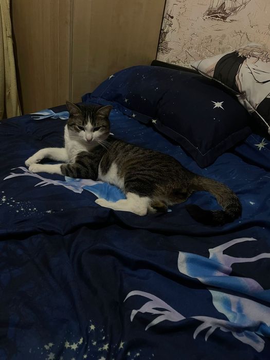 Отдам кота в хорошие руки